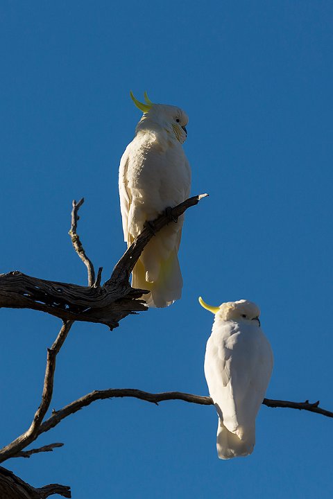 couple of cockies